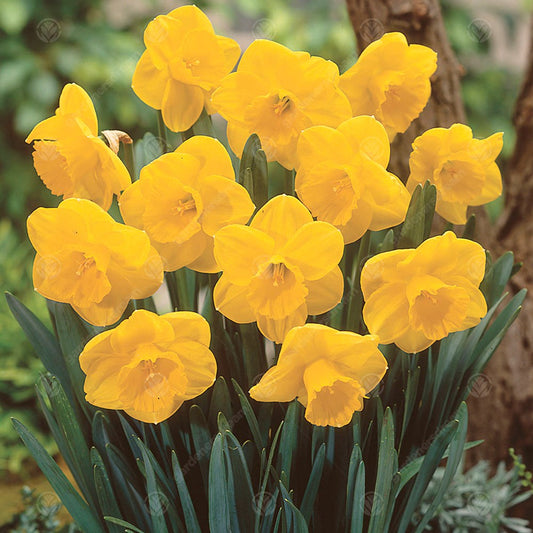 Narcissus 'Camelot'