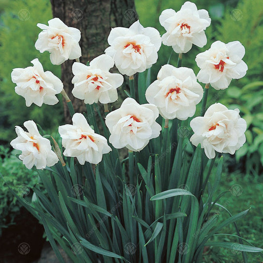 Narcissus 'Acropolis'