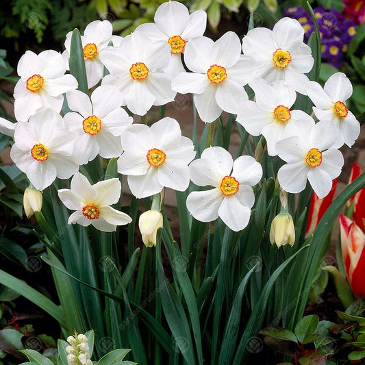 Narcissus 'Actaea'