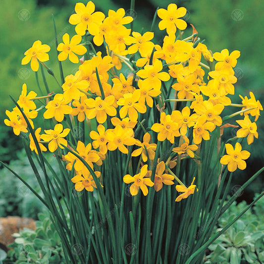 Narcissus 'Baby Moon'