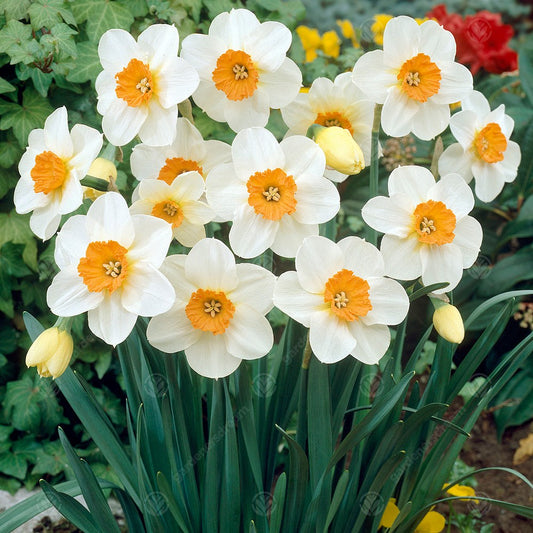 Narcissus 'Barrett Browning'