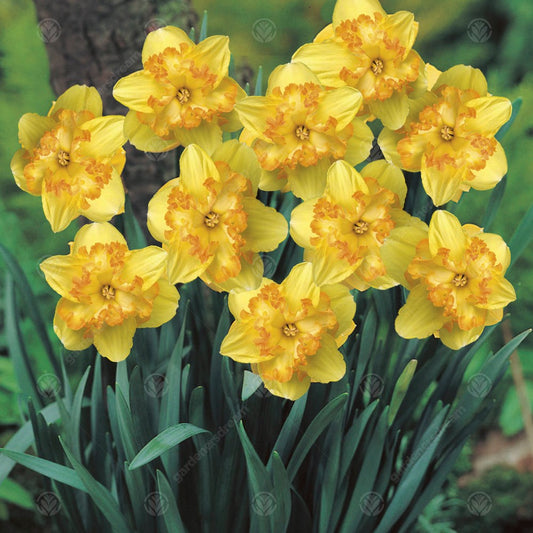 Narcissus 'Blazing Starlet'