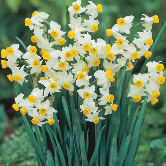 Narcissus 'Canaliculatus'