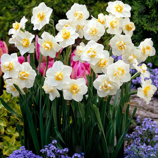 Narcissus 'Cheerfulness'