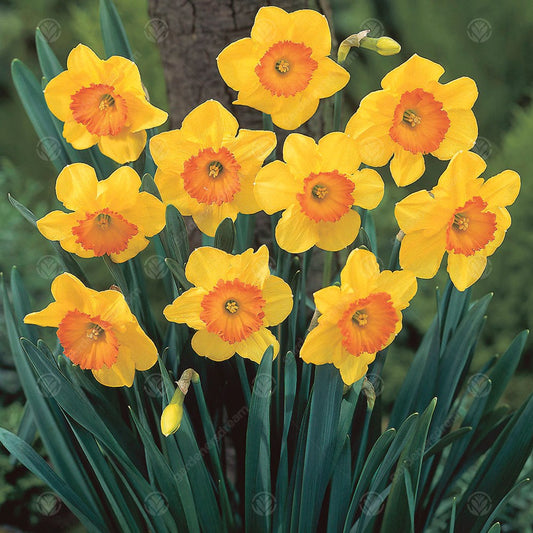 Narcissus 'Delibes'