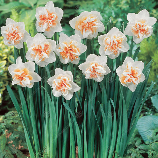 Narcissus 'Delnashaugh'