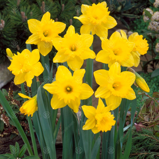 Narcissus 'Dutch Master'