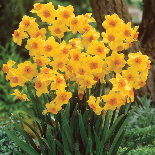 Narcissus 'Falconet'