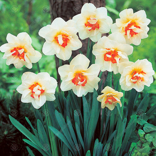 Narcissus 'Flower Drift'