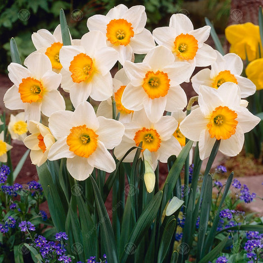 Narcissus 'Flower Record'