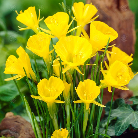 Narcissus bulbocodium 'Golden Bells'