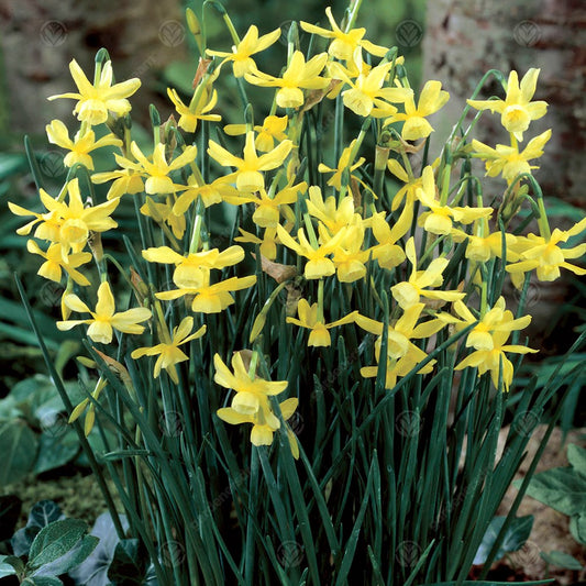 Narcissus 'Hawera'