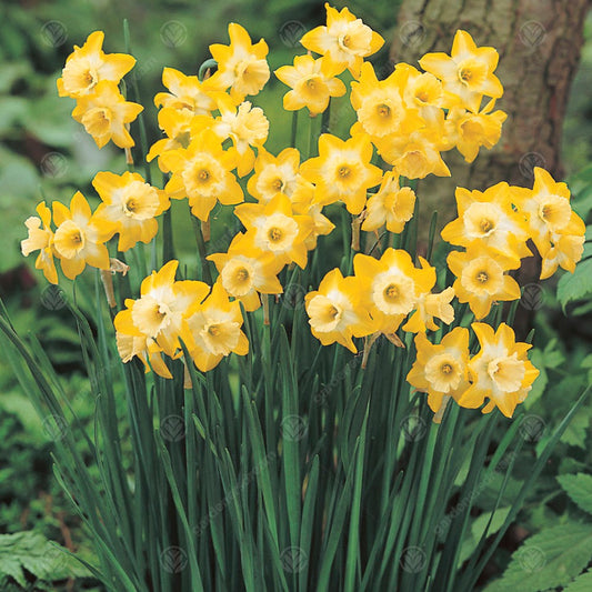 Narcissus 'Hillstar'