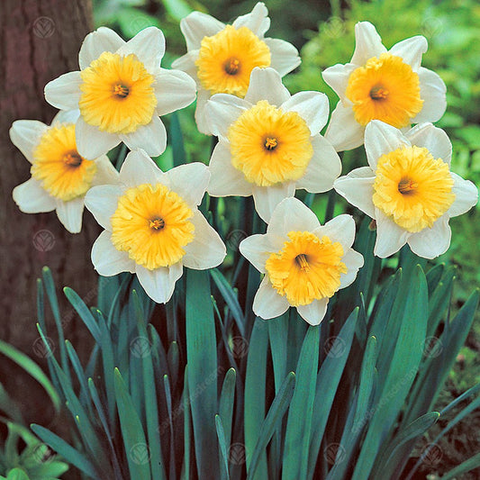 Narcissus 'Ice Follies'