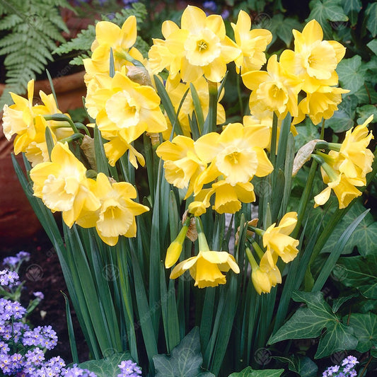 Narcissus 'Intrigue'