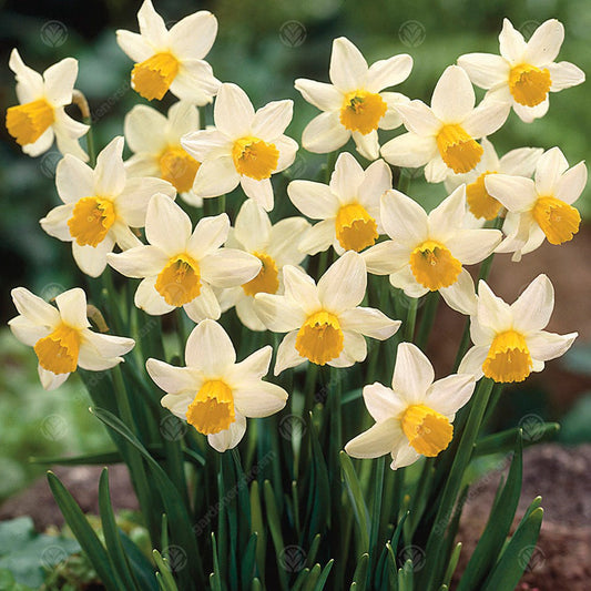 Narcissus 'Jack Snipe'