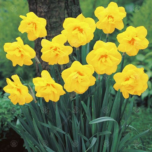 Narcissus 'Jack The Lad'