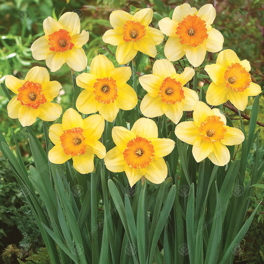 Narcissus 'Juanita'