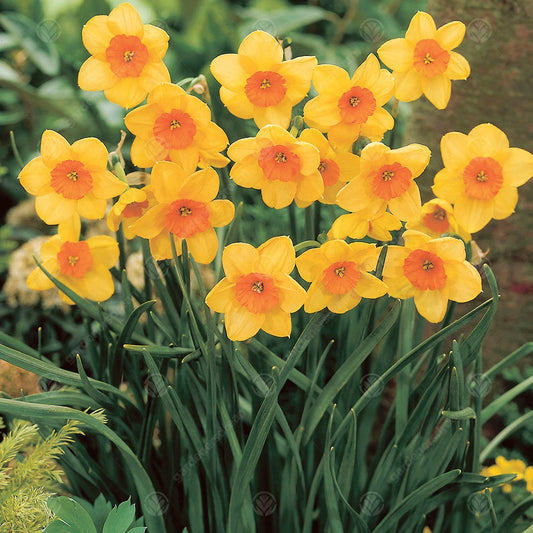 Narcissus 'Kedron'