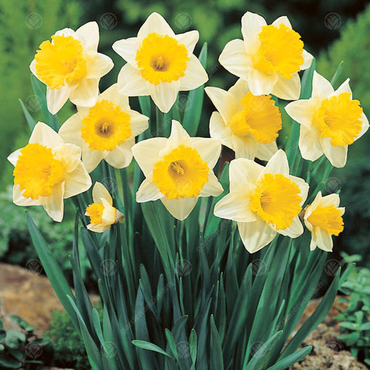 Narcissus 'Las Vegas'