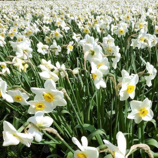 Narcissus 'Lieke'