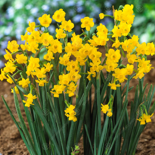 Narcissus 'Little Oliver'