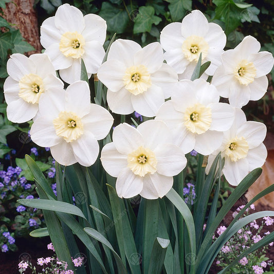 Narcissus 'Loth Lorien'