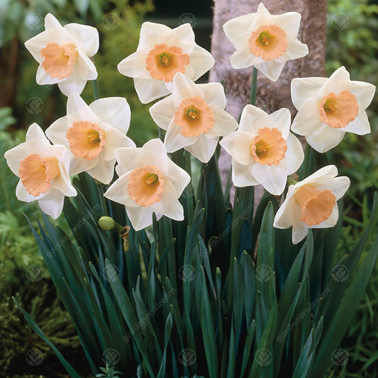 Narcissus 'Pastel Gem'