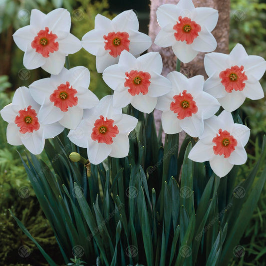 Narcissus 'Perfect Lady'