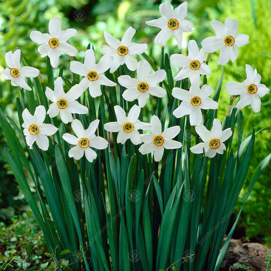 Narcissus poeticus