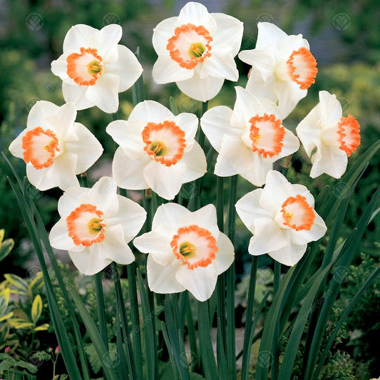 Narcissus 'Pink Pride'