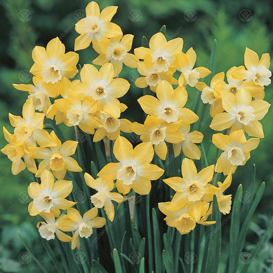 Narcissus 'Pipit'