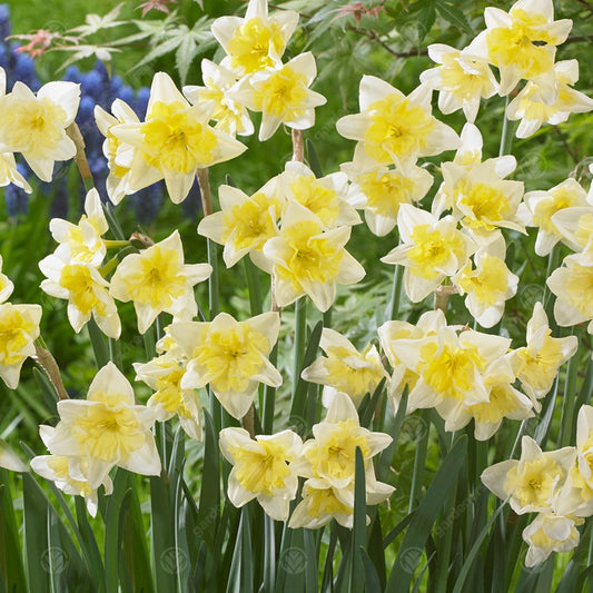 Narcissus 'Prom Dance'