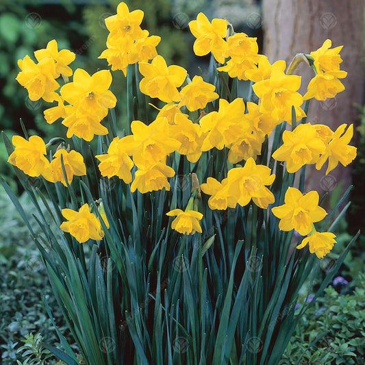 Narcissus 'Quail'