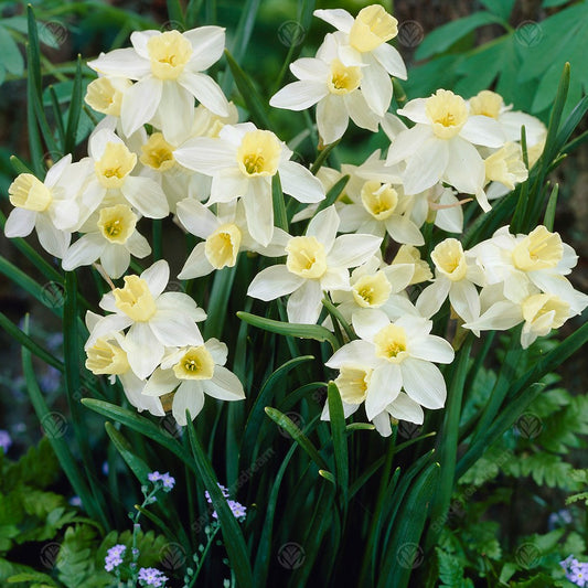 Narcissus 'Sailboat'