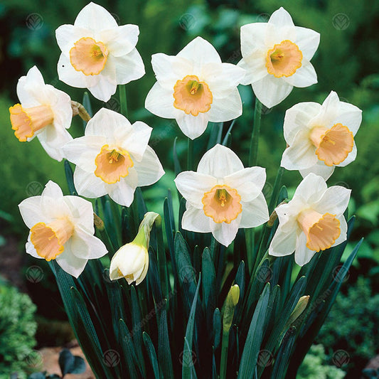 Narcissus 'Salome'