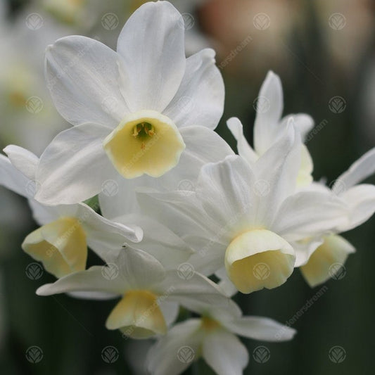 Narcissus 'Silver Chimes'