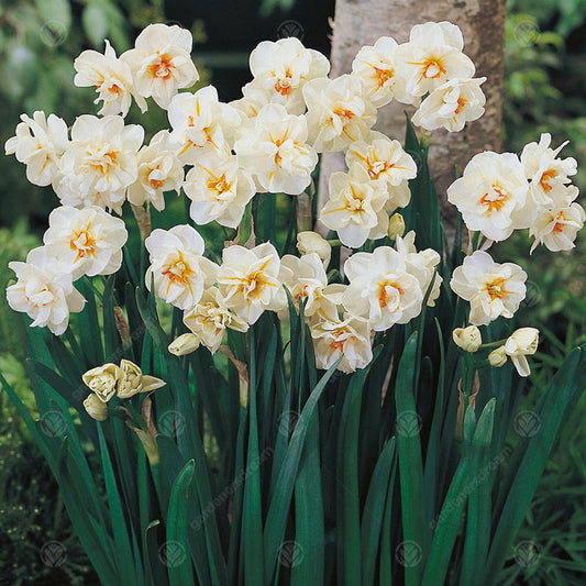 Narcissus 'Sir Winston Churchill'