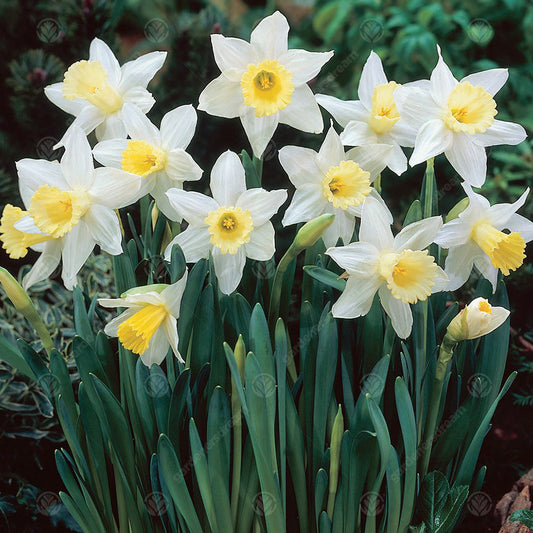 Narcissus 'Spring Dawn'