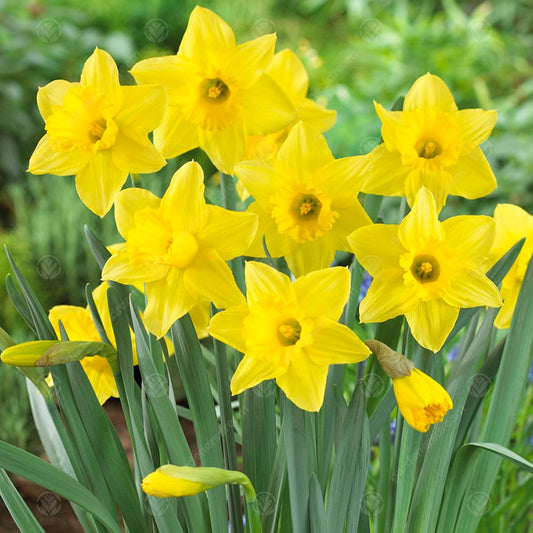 Narcissus 'Tamara'