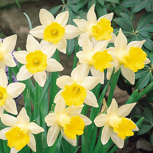 Narcissus 'Topolino'