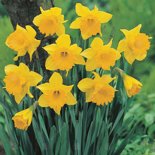 Narcissus 'Unsurpassable'