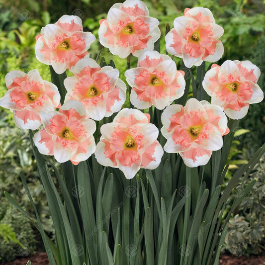 Narcissus 'Vanilla Peach'