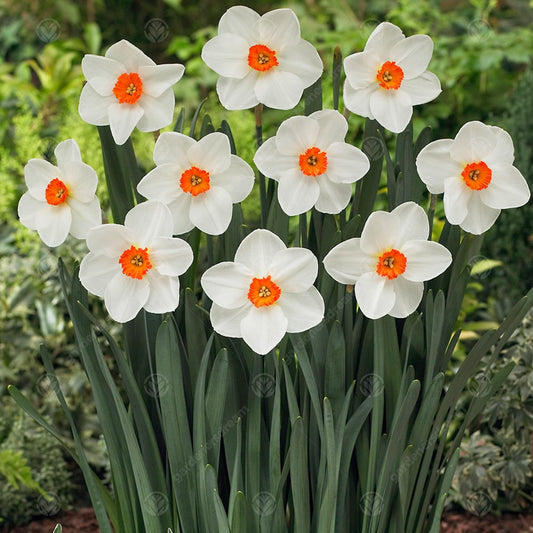 Narcissus 'Verger'