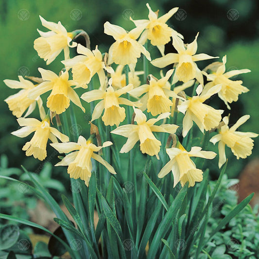 Narcissus 'W.P. Milner'