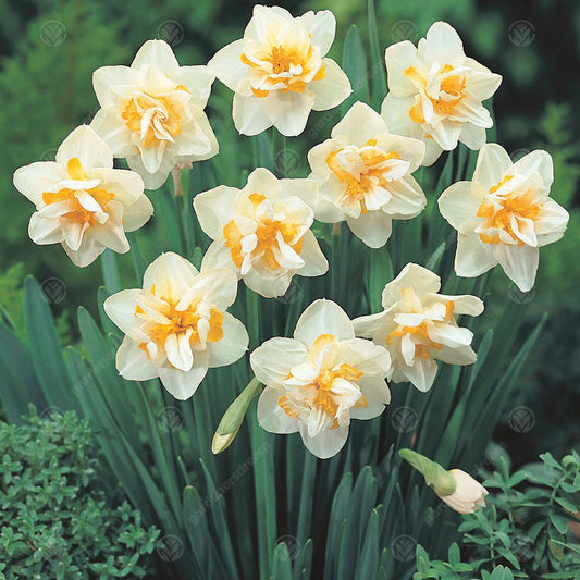 Narcissus 'White Lion'