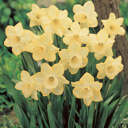 Narcissus 'Widgeon'