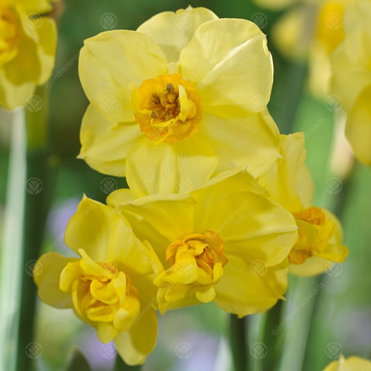 Narcissus 'Yellow Cheerfulness'