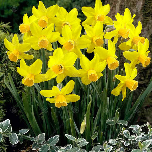 Narcissus 'Yellow Sailboat'