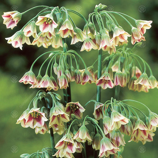 Allium siculum